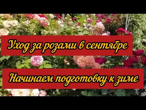 Видео: Уход за розами в сентябре. Начинаем подготовку к зиме.