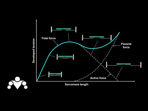 Видео: Почему Рвутся Мышцы? (Кривая Напряжение—Длина Мышцы)