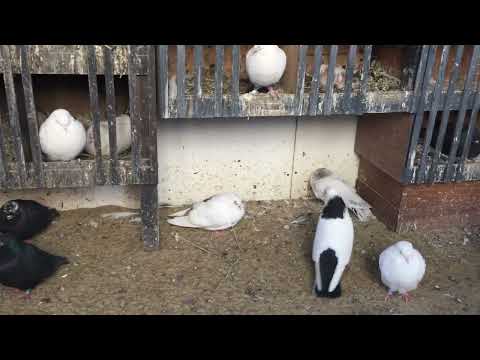 Видео: #Pigeons.Вся правда о бакинских бойных голубей.