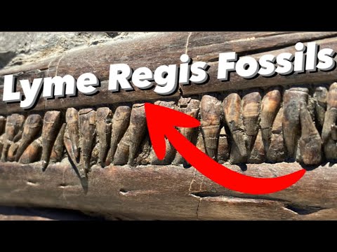 Видео: 10 невероятных находок ископаемых на юрском побережье