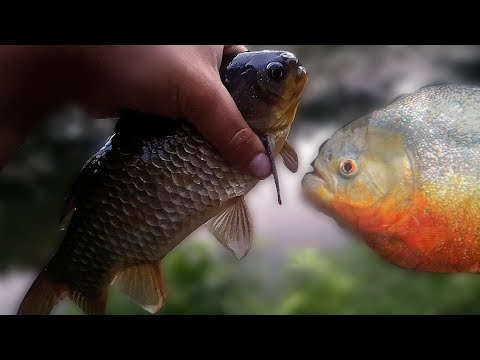 Видео: ПИРАНО–КАРАКУДА. ОТКРИВАНЕ на РИБОЛОВНИЯТ СЕЗОН