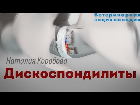 Видео: Дискоспондилиты