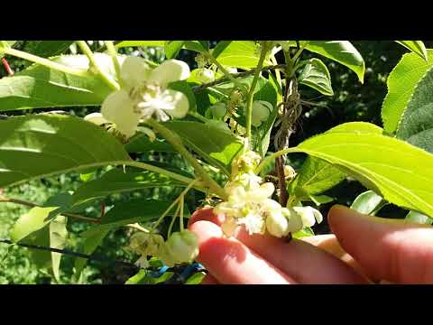 Видео: Актинидия самоплодная