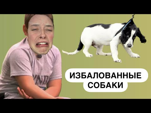 Видео: Как понять, что я избаловал собаку? Что делать?!