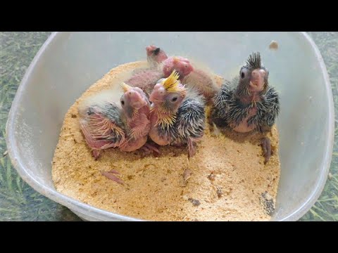 Видео: Уборка у корелл / Птенцы попугая корелла /Кормление самкой птенцов