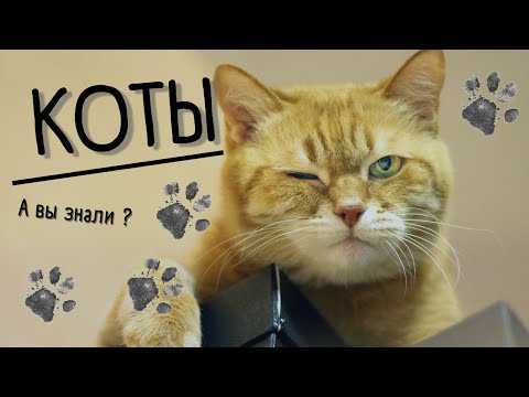 Видео: Коты. То что Вы о них не знали.