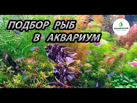 Видео: Подбор рыб в аквариум на моем примере.