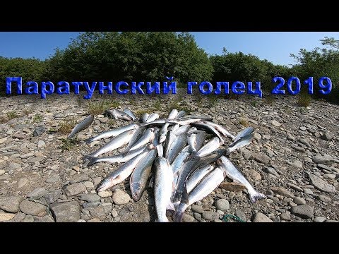Видео: Рыбалка на Камчатке река Паратунка