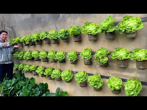 Видео: Пока не выбрасывайте пластиковые бутылки! Вырастите стену из овощей с помощью этого простого совета!