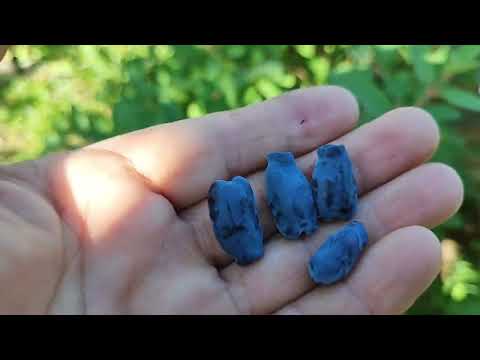 Видео: Жимолость: дозріли перші ягоди в саду