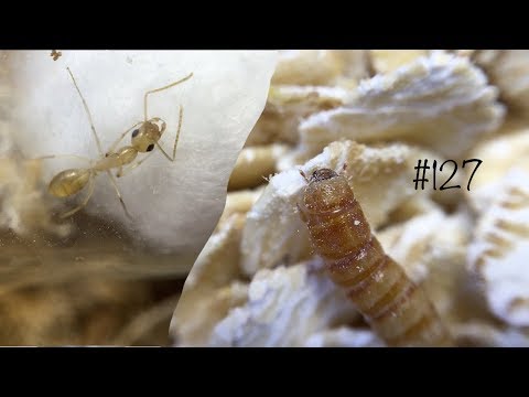 Видео: Больше кормовых объектов! Или чем же прокормить муравьиный рой?