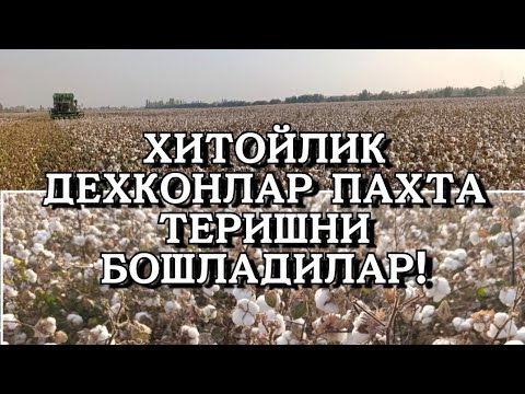 Видео: ДЕХКОНЛАР ПАХТАНИ 74 СОМДАН СОТИШМОКДА! УЗБ. 1000 СУМ = 6,3 СОМ.КИРГ.