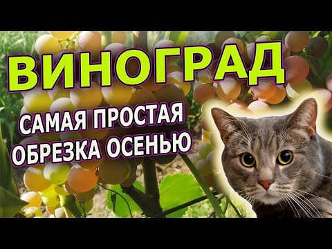 Видео: ПРОСТАЯ ОСЕННЯЯ ОБРЕЗКА ВИНОГРАДА. Как обрезать виноград ОСЕНЬЮ. Виноградарство. Обрезка винограда.