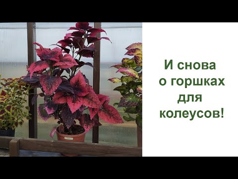 Видео: И снова про кашпо для колеусов - какой размер выбрать на лето?