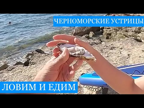 Видео: Черноморские устрицы и мидии - ловим и едим