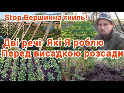 Видео: Розсада томатів,готуємося до висадки .