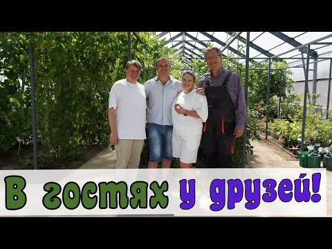 Видео: Виноград . Посещение теплиц в Самохваловичах и в Сенице.