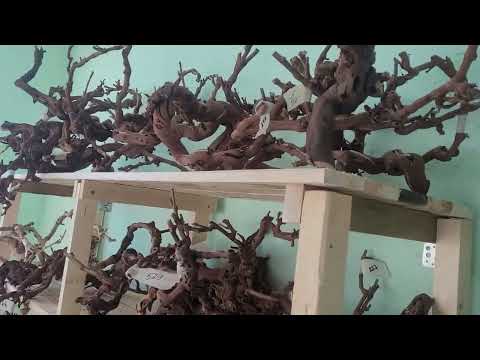 Видео: Мир коряжек 2025г