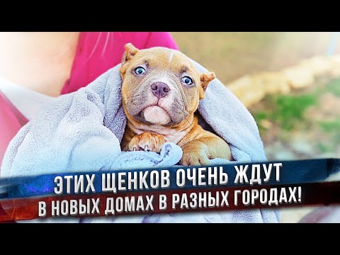 Видео: Щенки уезжают в новые дома!
