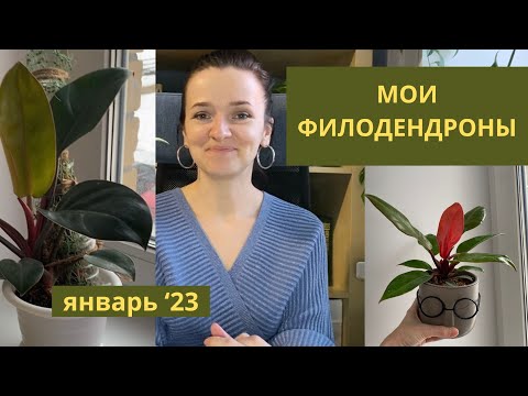 Видео: Мои филодендроны: коллекция в январе 2023