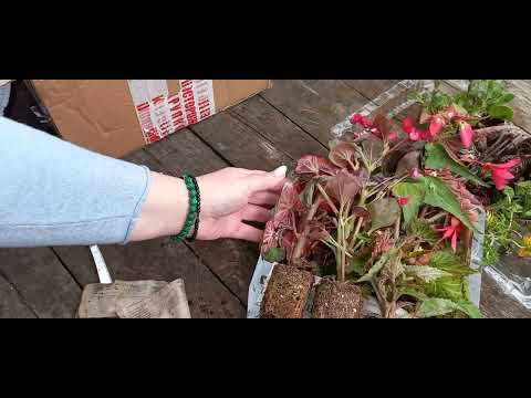 Видео: агрофирма виола. распаковка . 26 04 23