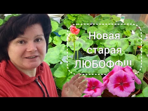 Видео: Обзор пеларгоний. Я их опять обожаю!!!