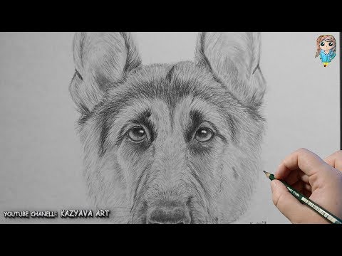 Видео: Как нарисовать морду собаки Немецкой овчарки с помощью циркуля. Урок рисования