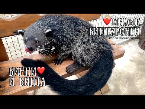 Видео: ❤️Эксклюзив! БИНТУРОНГИ: БИННИ и БИНТА. Lovely binturongs at the Bakhchisaraу zoo. Crimea