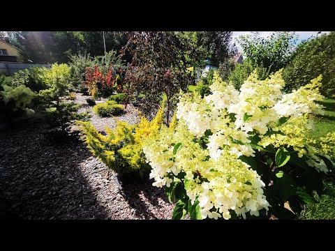 Видео: Мои последние ёлочки и др. растения. Болталка. Август 2022