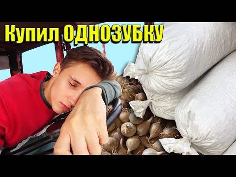 Видео: Купили ОДНОЗУБКУ чеснока Любаша и финальное ФРЕЗЕРОВНИЕ