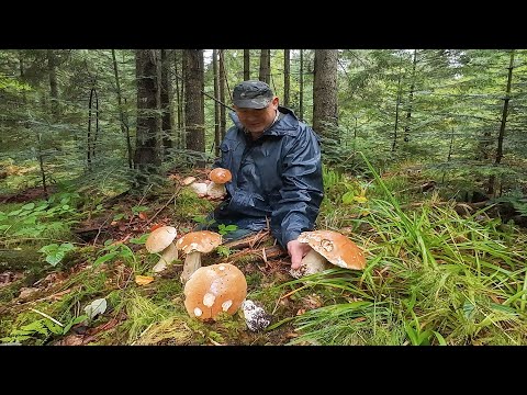 Видео: Вдалий збір білих грибів під дощем.