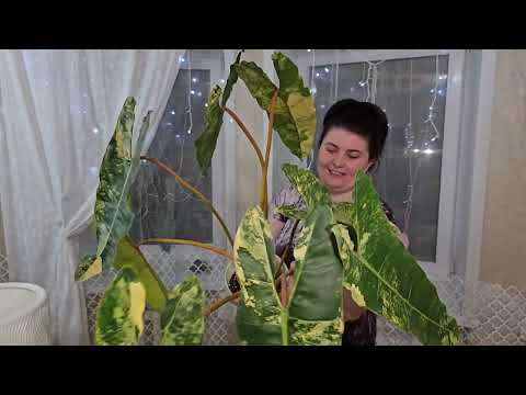 Видео: Карамель Марбл. Биллитау.Пересадка.Грунт. Подкормка.