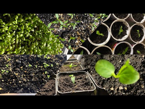 Видео: Мене перці 🌶️ полюбили,усі зійшли.@Пересаджую 🍆 ,перці,томати.Не можу викинути колекційні томати.