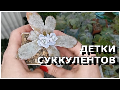 Видео: Детки моих суккулентов