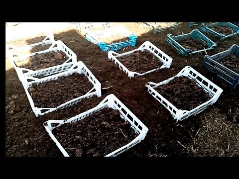 Видео: Тарзи жудо кардани кирмхои калифорния аз Биогумус