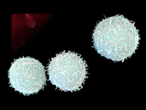 Видео: Левкоцитите - Leukocytes (learning video)