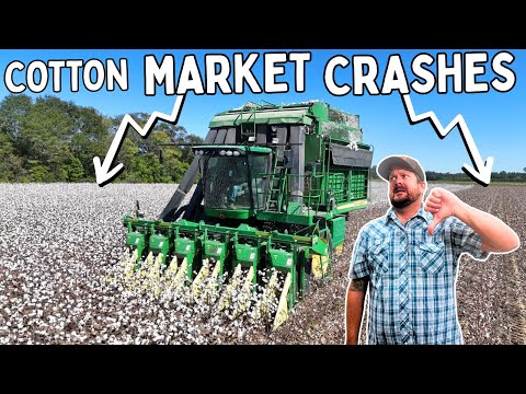 Видео: РЕАЛЬНОСТЬ. Нападение на фермеров