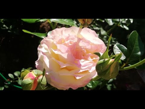 Видео: РОЗЫ НАЧИНАЮЩИМ. СПОСОБЫ ЗИМОВКИ ЧЕРЕНКОВ