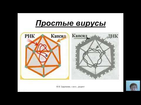 Видео: Общая микробиология (Бадлеева М.В.) - 4 лекция