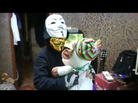 Видео: все виды снюсоедов