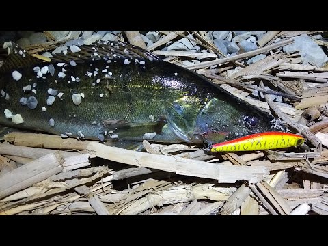 Видео: Береговая рыбалка. Судак на воблер и джиг. Голавль на виб.