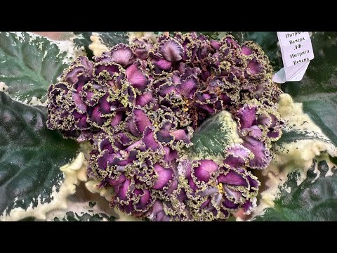Видео: Выставка фиалок город Санкт-Петербург.