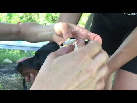 Видео: Мотаем ушки