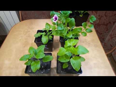Видео: Тайдалы, Опера( ампельная  петуния) черенкование!!!!!!!!!!