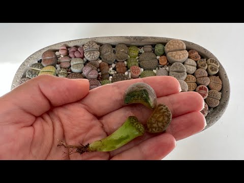 Видео: Литопсы/ Lithops. Литопс гниёт 💩🪰. 18.09.2023.