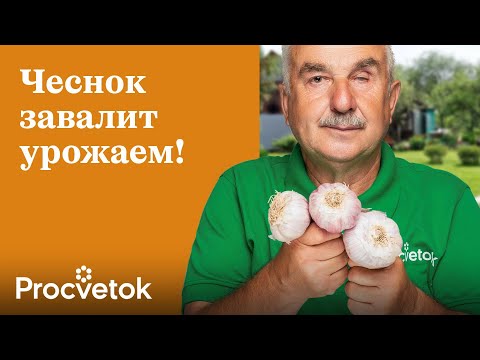 Видео: ВСЕГДА КЛАДУ ЭТО В ГРЯДКУ ПРИ ПОСАДКЕ ЧЕСНОКА, и он вырастет огромным и не гниет! Советы агронома