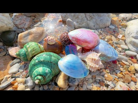 Видео: Скрытый мир секретов выращивания жемчуга. Жизненный цикл жемчужных гребешков.
