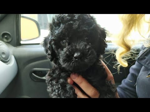 Видео: Первый день дома - той-пудель путешественник