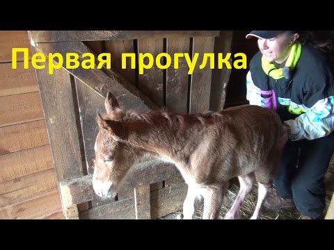 Видео: Первая прогулка жеребёнка