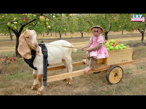 Видео: Лили берёт Бебе с собой собирать яблоки! |История Лили